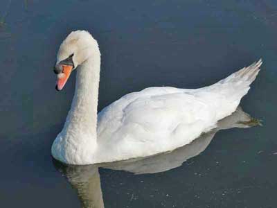 Mute Swan