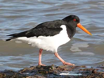 Oystercatcher