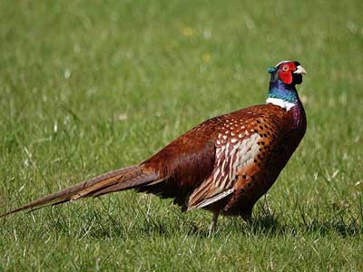 Pheasant