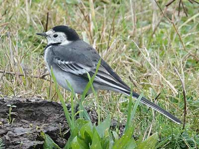 Pied Wagtail