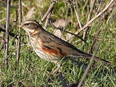 Redwing
