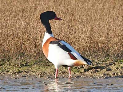 Shelduck