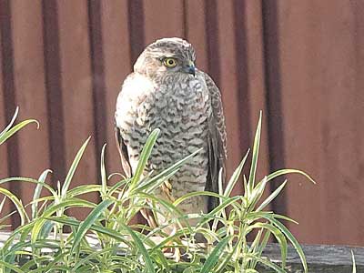 Sparrowhawk