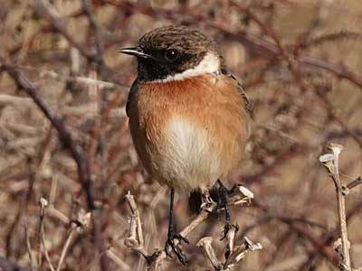 Stonechat