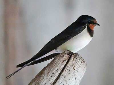 Swallow