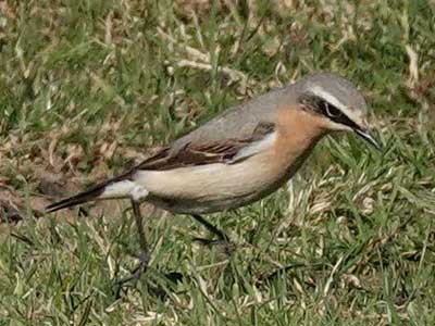 Wheatear