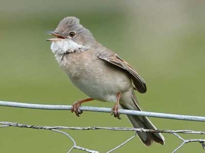 Whitethroat