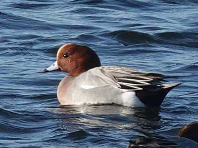 Wigeon