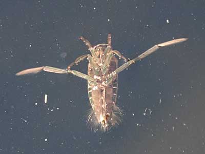 Backswimmer