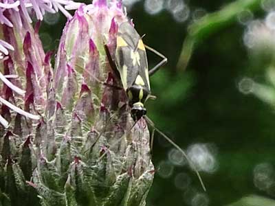 Grypocoris stysi - Capsid