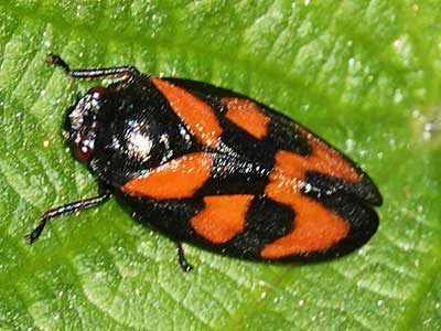 Cercopis vulnerata