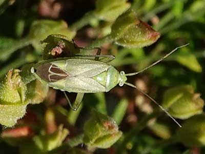 Common Green Capsid