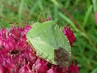 Green Shield Bug