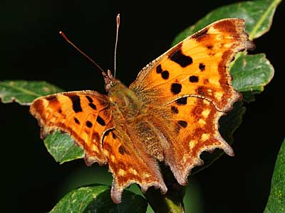 Comma