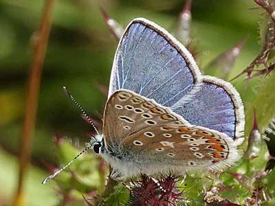Common Blue