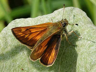 Large Skipper