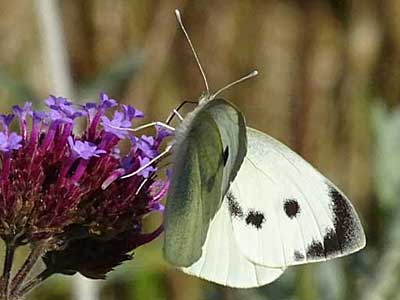 Large White