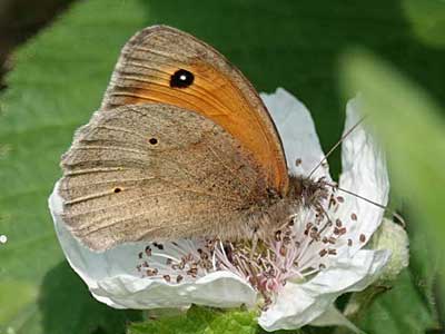 Meadow Brown