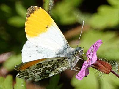 Orange Tip