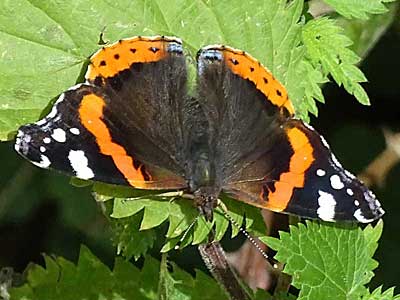 Red Admiral