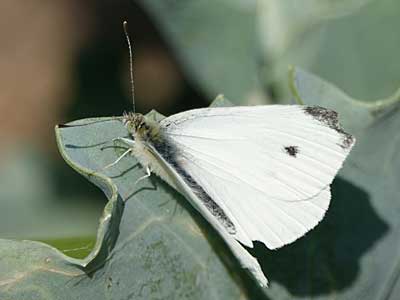 Small White