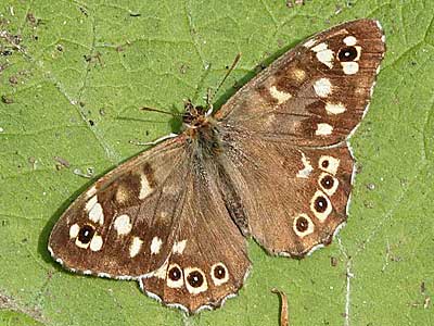 Speckled Wood