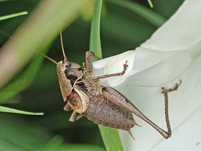 Dark Bush Cricket