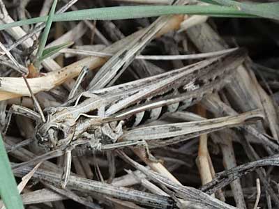 Field Grasshopper