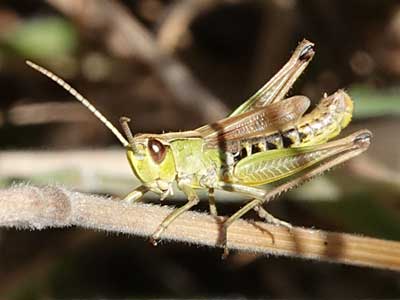 Common Green Grasshopper