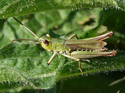 Meadow Grasshopper