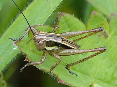 Roesel's Bush Cricket