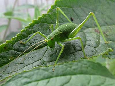 Speckled Bush Cricket