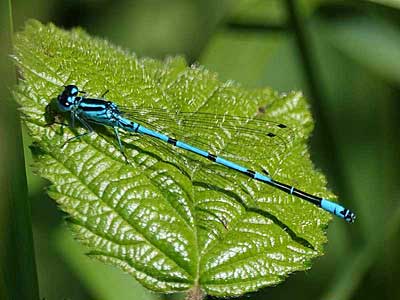 male Azure Damselfly