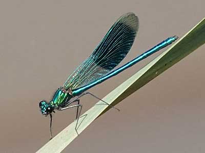 male Banded Demoiselle