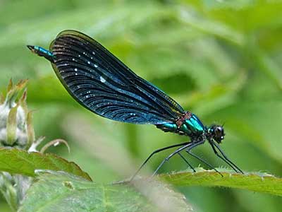 male Beautiful Demoiselle
