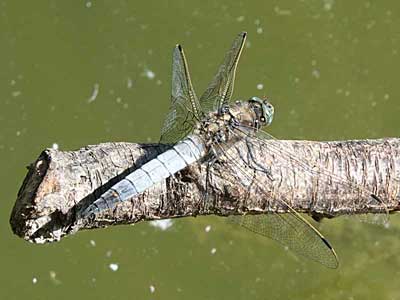 Black-tailed Skimmer
