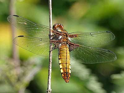 female Broad-bodied Chaser