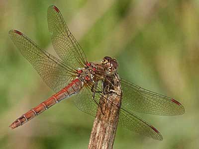 male Common Darter