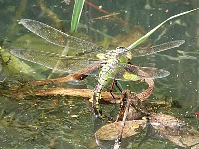 female Emperor
