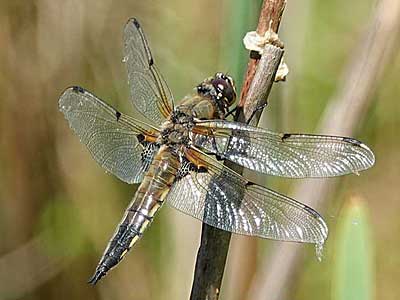 Four-spotted Chaser