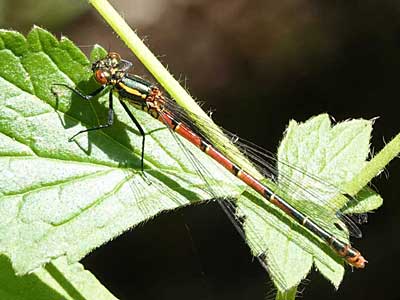 female Large Red Damselfly