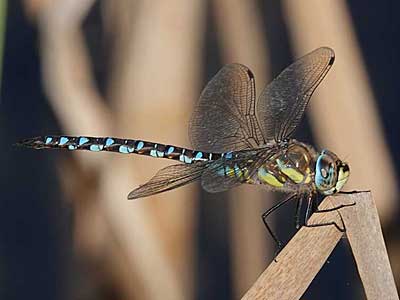 Migrant Hawker