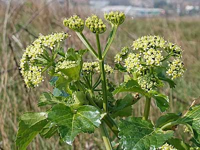 Alexanders