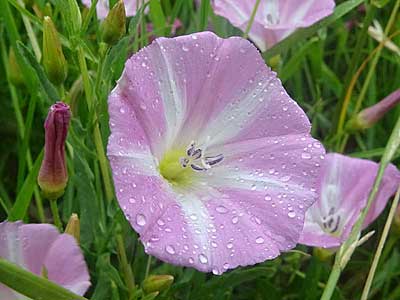Field Bindweed
