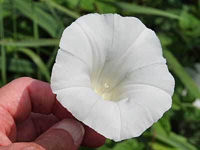 Large Bindweed