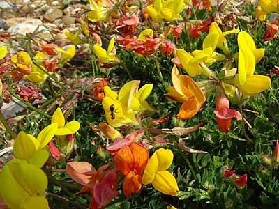 Bird's-foot-trefoil