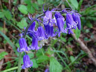 Bluebell