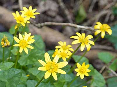 Lesser Celandine