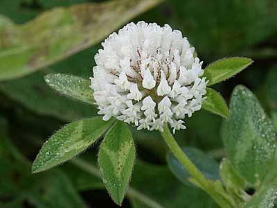 White Clover