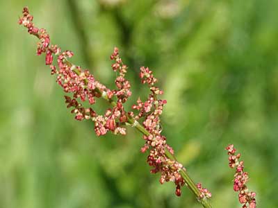 Common Sorrel